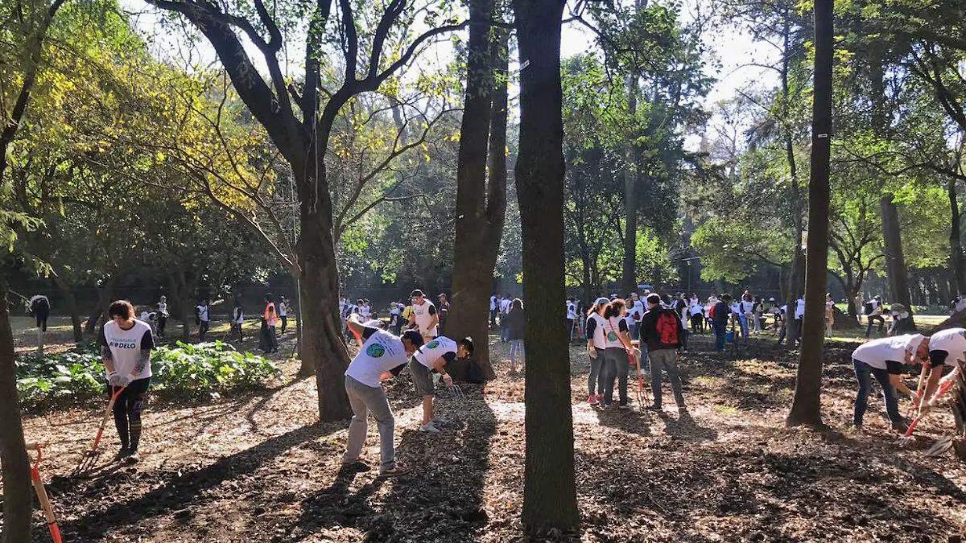 Bosque de chapultepec